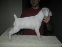 /album/ninhada-disponivel1/macho-6-jpg/